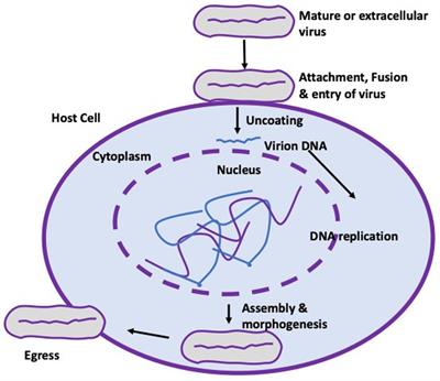 The re-emergence and transmission of Monkeypox virus in Nigeria: the role of one health